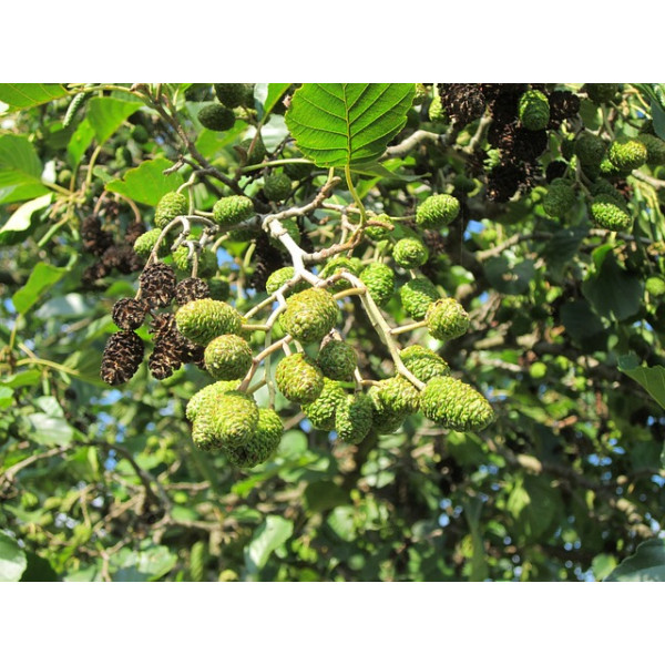 Alnus glutinosa - Zwarte Els