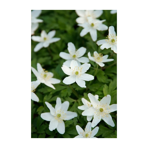 Anemone sylvestris - Anemoon - 