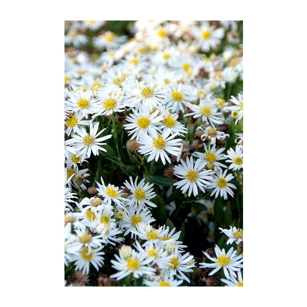 Aster Schneekissen - Herfstaster