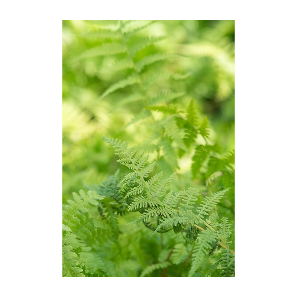 Dryopteris atrata - Niervaren