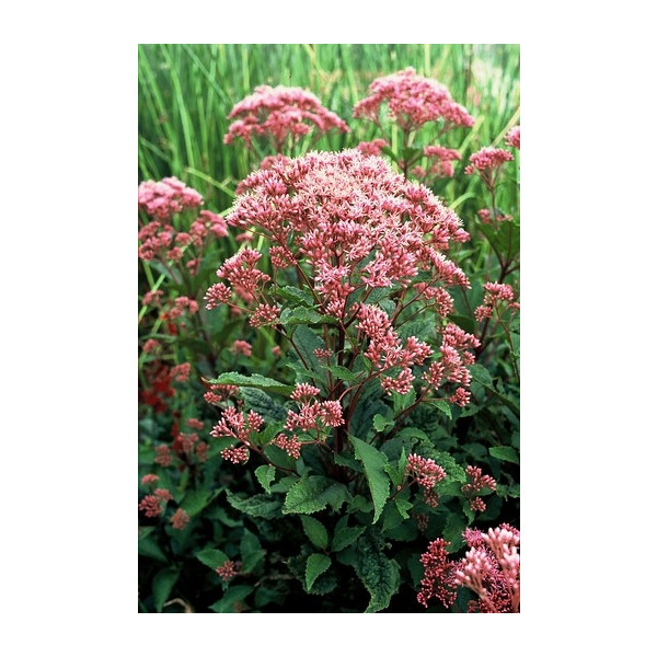 Eupatorium mac. “Atropurpureum” - Leverkruid