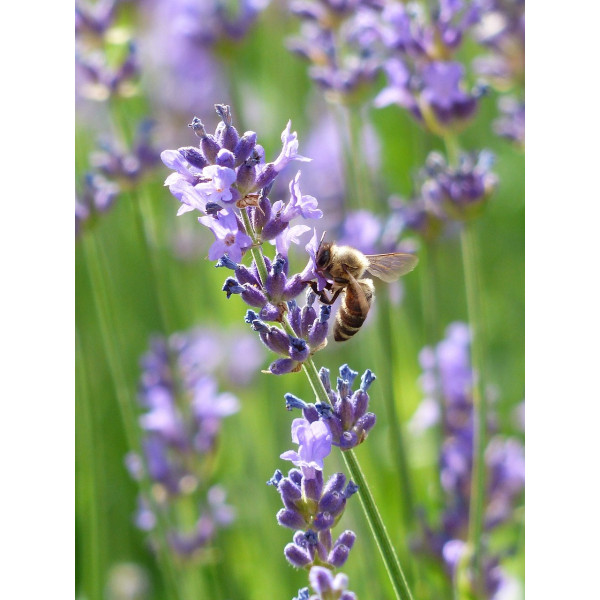 Lavandula angustifolia “Dwarf Blue” - Lavendel