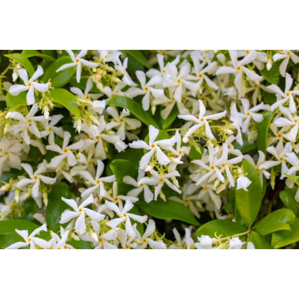 Toscaanse jasmijn | Sterjasmijn | Trachelospermum jasminoidus 