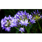 Agapanthus africanus - Afrikaanse lelie