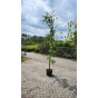 Amelanchier Robin Hill - Krentenboom