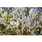 Amelanchier Ballerina - Krentenboom