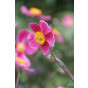 Anemone hup. Splendens - Anemoon