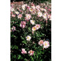 Anemone Köningin Charlotte - Anemoon - 