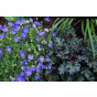 Campanula carp. 'Blaue Clips' - Klokjesbloem - 