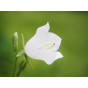 Campanula carp. Alba - Klokjesbloem