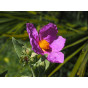 Cistus Silver Pink 