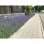 Nepeta - Kattenkruid - Plantmat Covergreen®