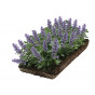 Nepeta - Kattenkruid - Plantmat Covergreen®