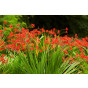 Crocosmia Lucifer - Montbretia