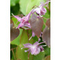 Epimedium gr. Lilafee - Elfenbloem