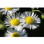 Erigeron karvinskianus - Fijnstraal