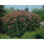 Eupatorium purpureum - Leverkruid