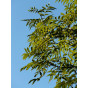 Fraxinus excelsior - Gewone es