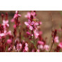 Gaura lind. Siskiyou Pink - Prachtkaars