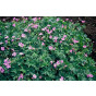 Geranium endressii - Ooievaarsbek - 