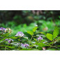 Hydrangea involucrata - Hortensia