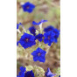 Lithodora d. Heavenly Blue - Steenzaad