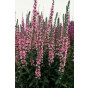 Lythrum salicaria Rosy Gem - Kattestaart