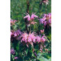 Monarda Croftway Pink - Bergamot -