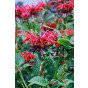 Monarda Mahogany - Bergamot