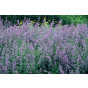 Nepeta - Kattenkruid - Plantmat Covergreen®