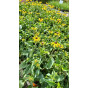 Rudbeckia f. Little Goldstar - Zonnehoed