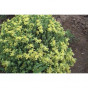 Sedum acre - Muurpeper