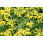 Sedum acre Yellow Queen - Vetkruid