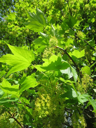 Acer pseudoplatanus | Gewone esdoorn