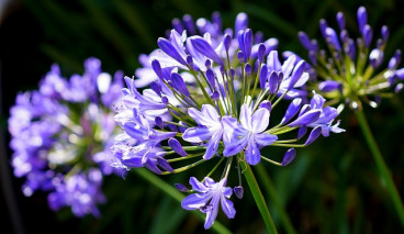 Agapanthus africanus - Afrikaanse lelie