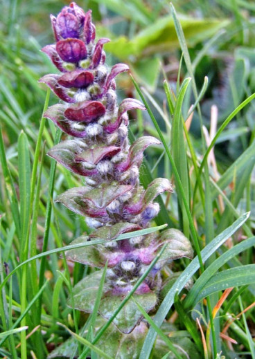 Ajuga reptans Alba - Kruipend Zenegroen