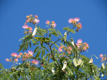 Albizia julibrissin - Perzische slaapboom