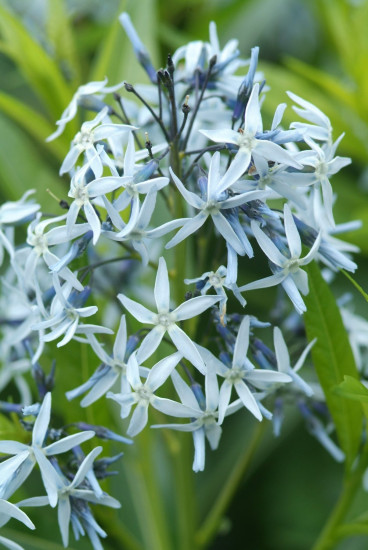 Stermaagdenpalm - Amsonia Bleu Ice