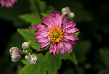 Anemone hyb. Pamina - Herfstanemoon