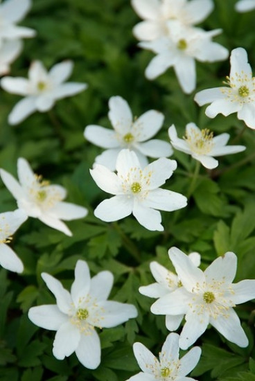 Anemone sylvestris - Anemoon - 