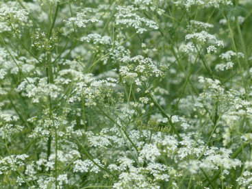 Anthriscus syl. Ravenswing - Fluitenkruid