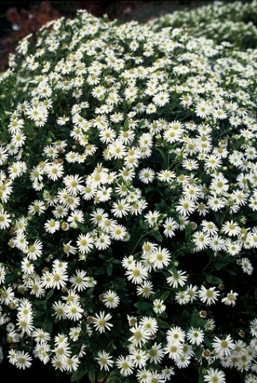 Aster ageratoides Ashvi