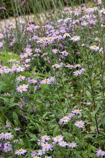 Aster ageratoides 'Asmo'