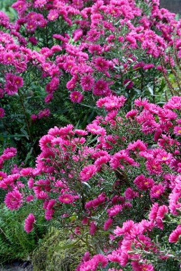 Aster Jenny - Herfstaster