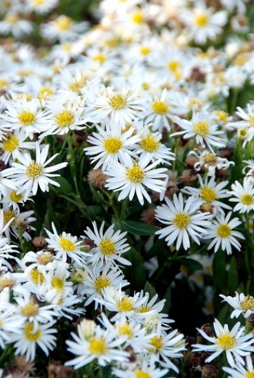 Aster Schneekissen - Herfstaster