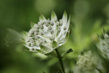 Astrantia maj. Shaggy - Zeeuws knoopje