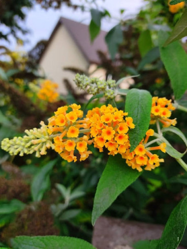 Buddleja d. Sungold - Vlinderstruik