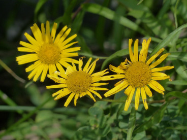 Buphthalmum salicifolium - koeienoog