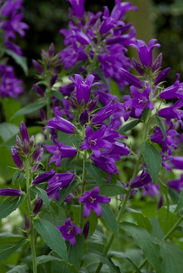 Campanula glomerata Acaulis - Kluwenklokje