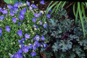 Campanula carp. 'Blaue Clips' - Klokjesbloem - 